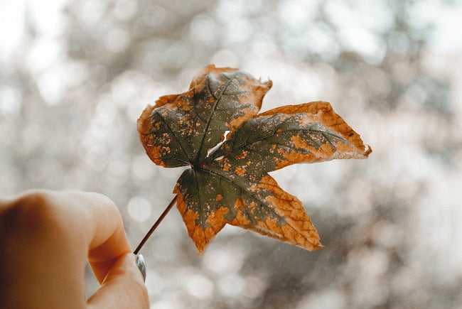 Why Do Houseplants Get Brown Tips?