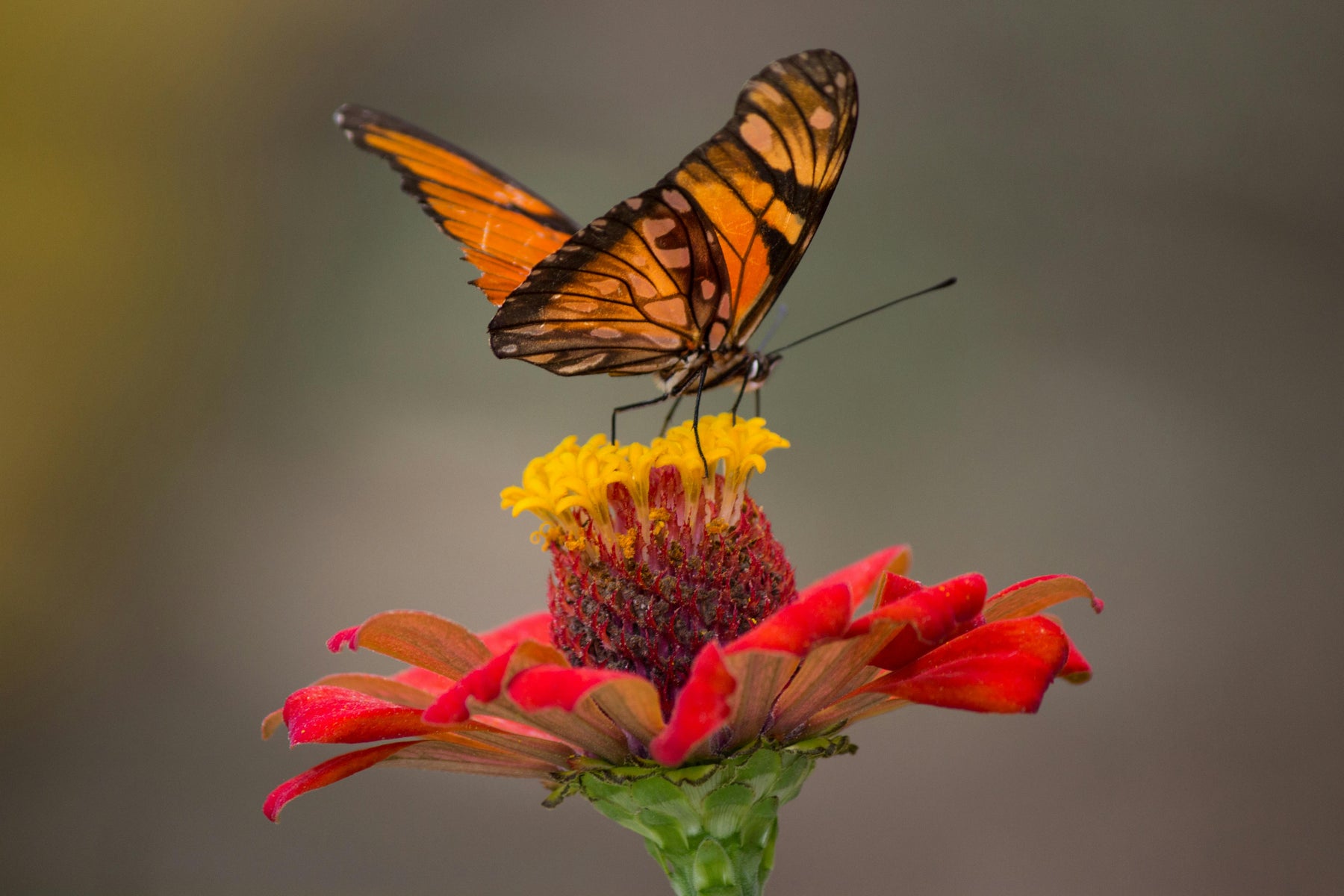 Pollinator-Friendly Gardening: Nurturing Nature's Essential Allies