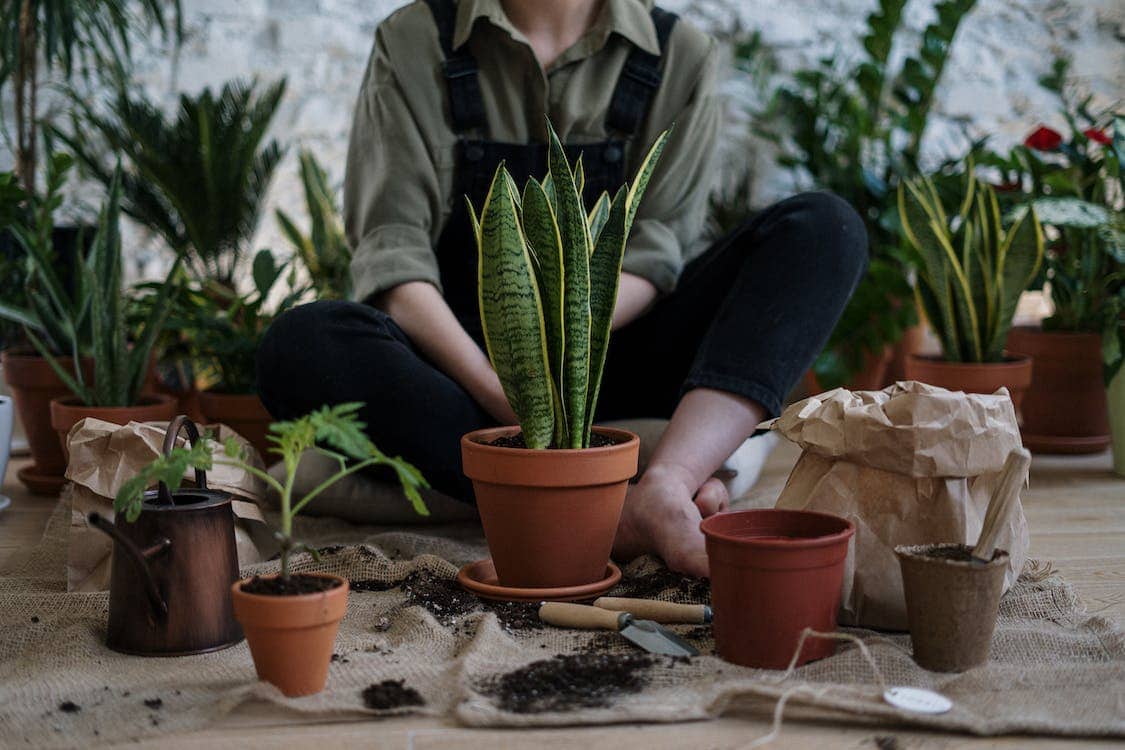 The Beauty Of Diversity Is Indoor Plants