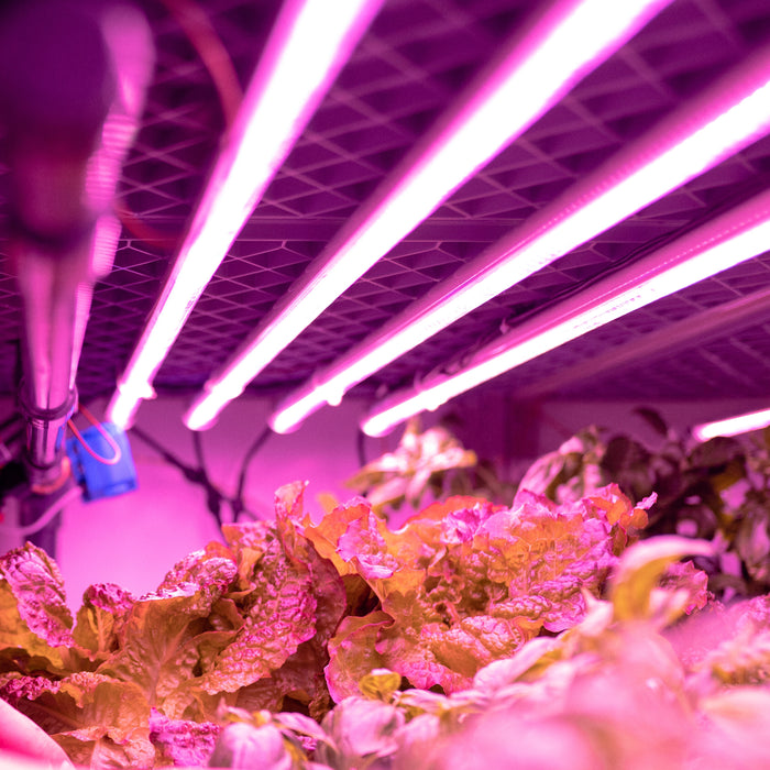 Choosing the Right Grow Lights for Your Indoor Farm