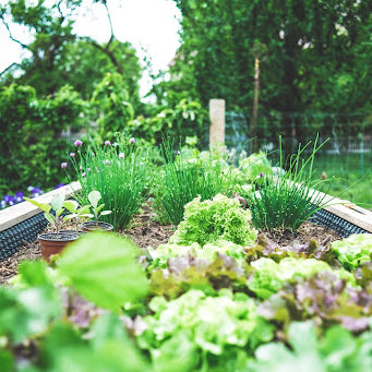 Cultivate Wellness: Healing Herbs to Grow in Your Garden