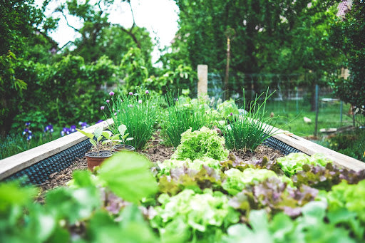 Cultivate Wellness: Healing Herbs to Grow in Your Garden