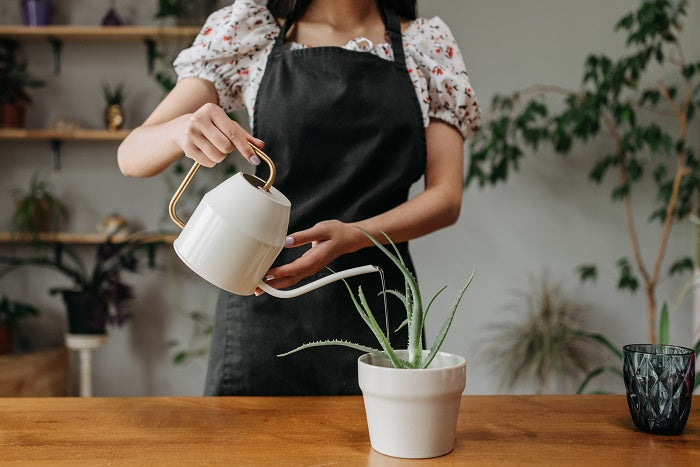 Plants for People Who Tend to Overwater